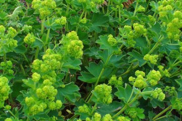 Alchemilla vulgaris