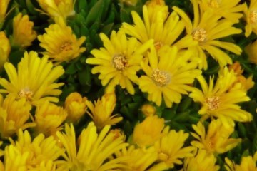 Delosperma congestum gold