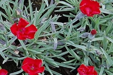 Dianthus gratianopolitanus