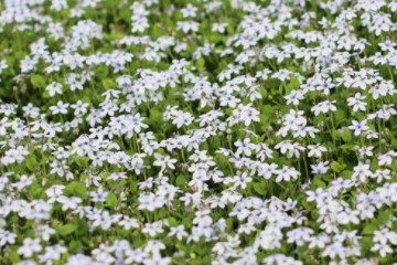 Isotoma flufitalis