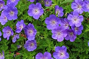 Geranium Rozanne