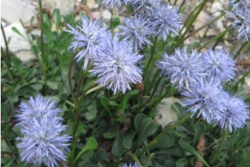 Globularia cordifolia