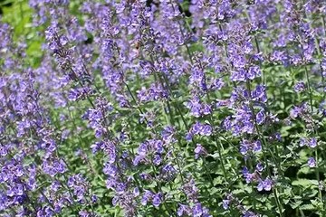 Nepeta x. faassenii