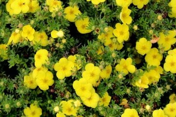 Potentilla gelb