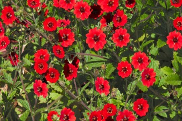 Potentilla rot