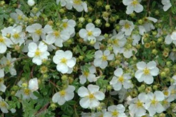 Potentilla weiß