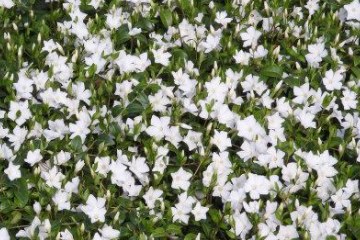 Vinca minor weiss