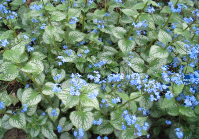 Brunnera macrophylla