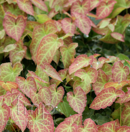 Epimedium 'Frohnleiten'