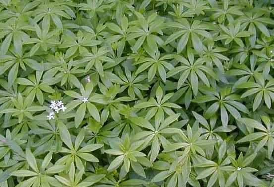 Galium odoratum