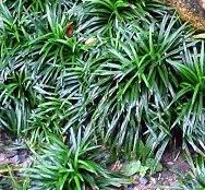 Ophiopogon japonicus