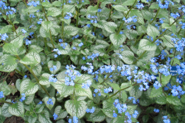 Brunnera macrophylla