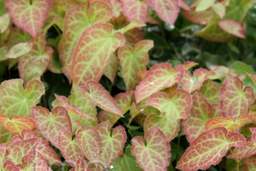 Epimedium 'Frohnleiten'