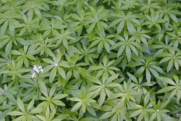 Galium odoratum