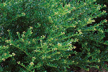 Ilex crenata